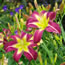 Hemerocallis Shadow Passage